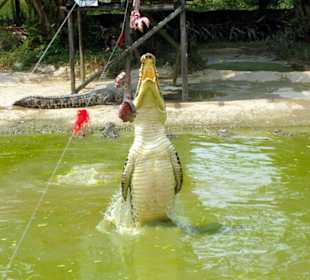 Fütterrung der Krokodile