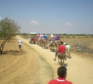 Kamel - Tour