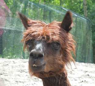 Serengeti Park Hodenhagen