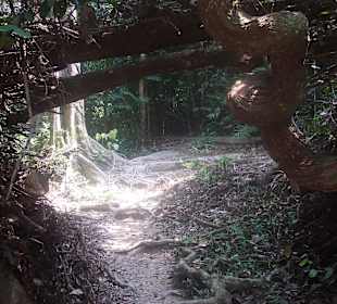Dschungel-Weg