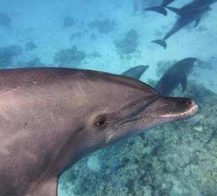 So nah kann man sie sehen