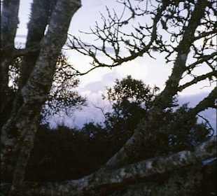 Baum mit Flechten