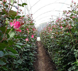 Rosenzucht am Fuße des Cotopaxi