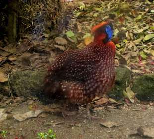 Padmaja Naidu Himalayan Darjeeling Zoo