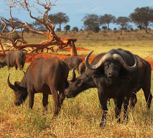 Vor dem hatte unser Fahrer Respekt