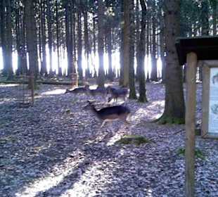 Wildpark Poing