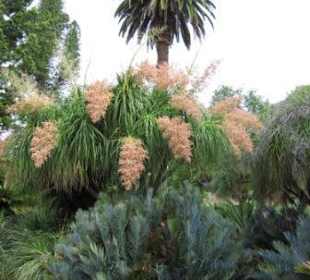 Botanischer Garten, Adelaide