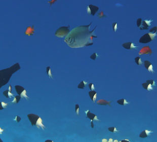 Unterwasserwelt mit indischen Zweifarben-Chromis