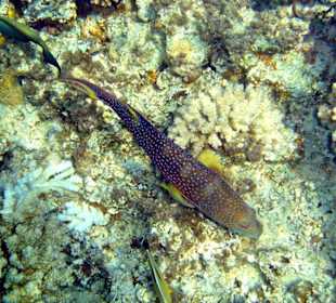 Ist es ein Kaninchenfisch?