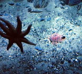 Seeigel trifft auf Seestern