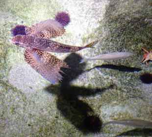 In den Becken des Aquariums von Banyuls