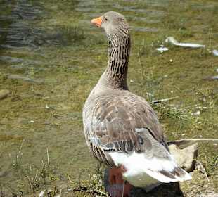 Wszędobylska kaczka