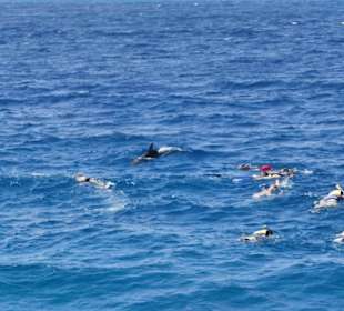 Schnorcheln mit Delphinen