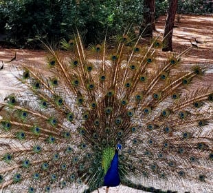 Bosque de Plaka