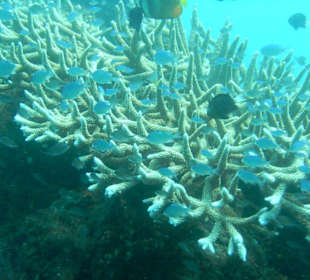 Как красиво среди кораллов!