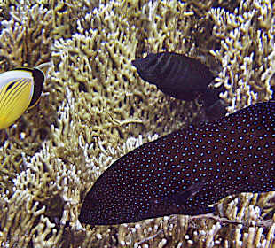 Nettes Zusammenleben