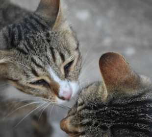 Katze