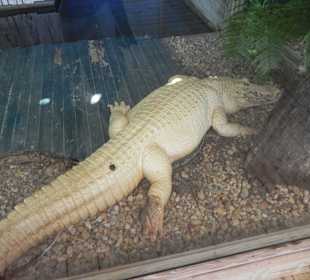 Albinoalligator