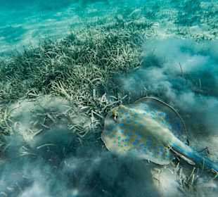 Schnorcheln Soma Bay