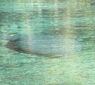 Manatee