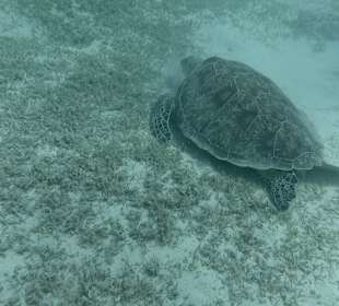 Schnorcheln Marsa Alam