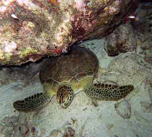 Suppenschildkröte