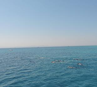 Delfine Delfine Delfine