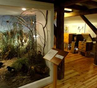 Naturausstellung im Stadtmuseum