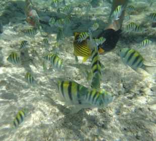 Fische im abgegrenzten Bereich