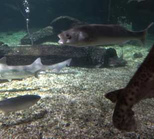 Sea Life