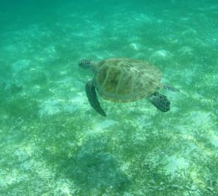 Schildkröte bei den Seegrasfeldern