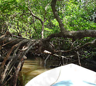 Bootstour durch Mangroven auf Bentota River