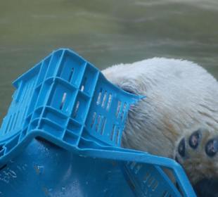 Eisbär beim Spielen