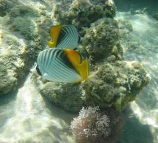 Fische