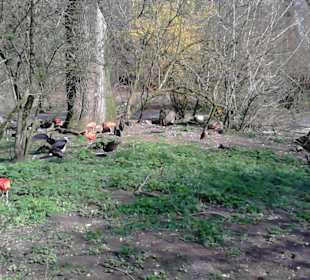 Tierpark Hellabrunn in München