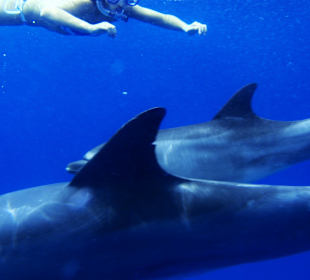 Cleopatra Service/Travel, Hurghada - El Gouna