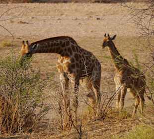 Giraffen