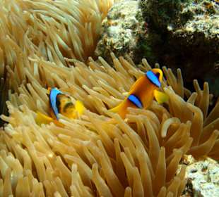 Nemo-Fische Magic Life Sharm el Sheikh