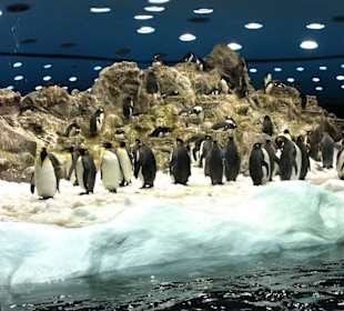Pinguine
