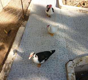 Im Stella Canaris Park