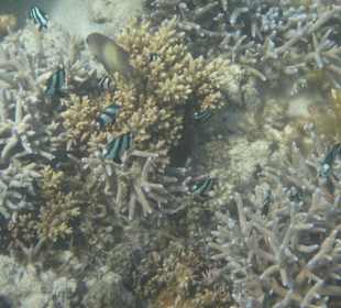 Veranda Palmar Schnorcheln