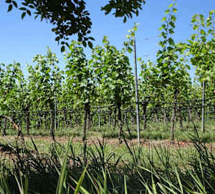 Die Weingärten um die Wallfahrtskirche