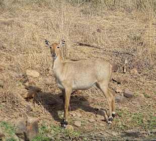 Nilgauantilope