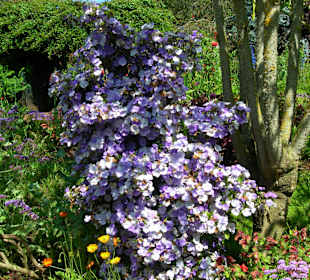 Blandys gardens