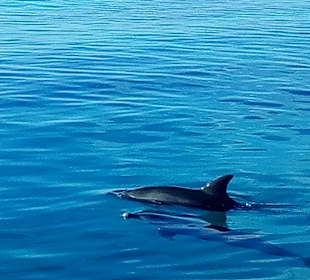 Delfine verabschieden uns und begleiten unser Boot