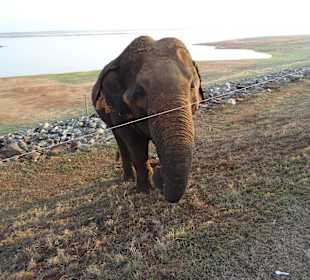 Asiatischer Elefant