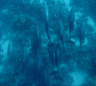 Delfinausflug November 2012