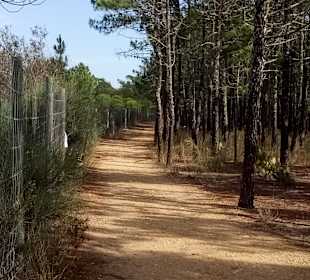 Wandern Monte Gordo