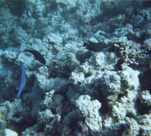 Unterwasseraufnahme des Riffes bei Paradise Island