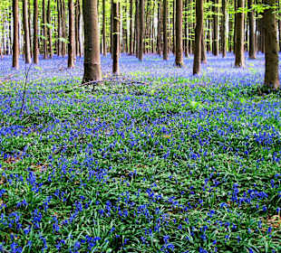 Hallerbos - wilde Hyazinthen